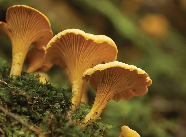 Golden chanterelle mushrooms in the wild