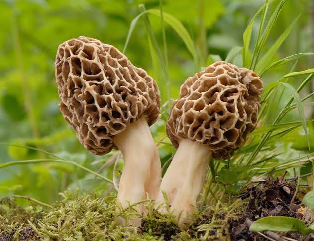 Morel mushrooms wild edible