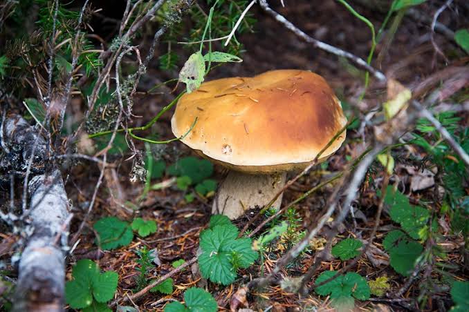 Porcini boletus mushroom wild