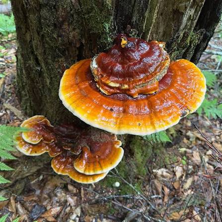 Reishi medicinal mushroom on tree