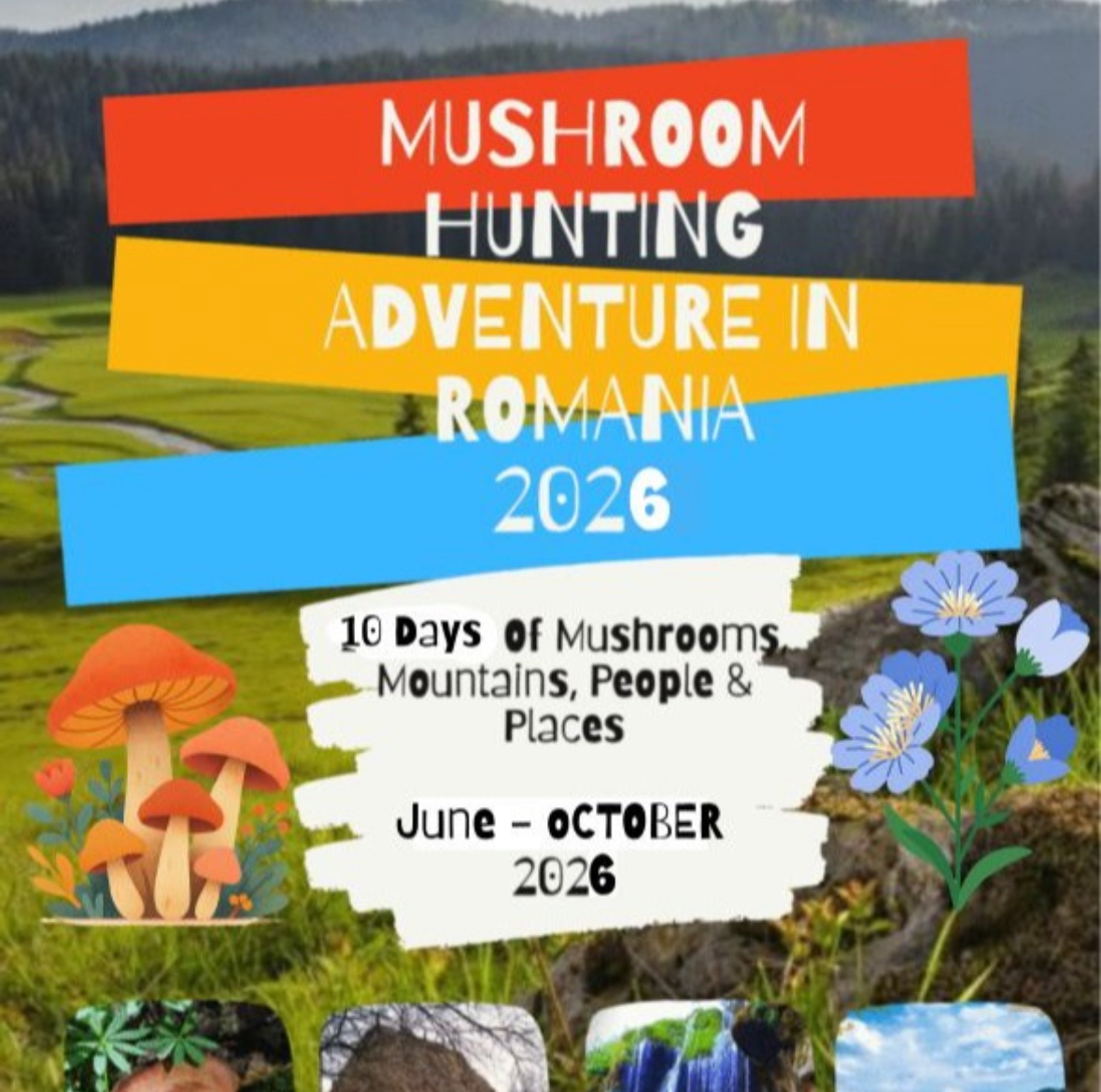 Mushroom hunting adventure in Romania 2026 trip graphic